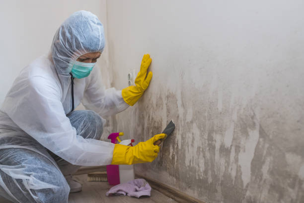 Best Mold Odor Removal Services  in Jamestown, KY